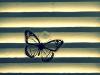 le papillon emprisonné